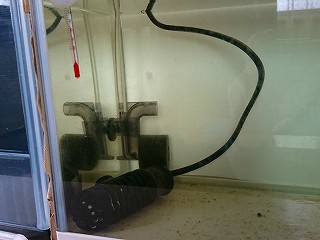 水槽用ヒーターの実例画像